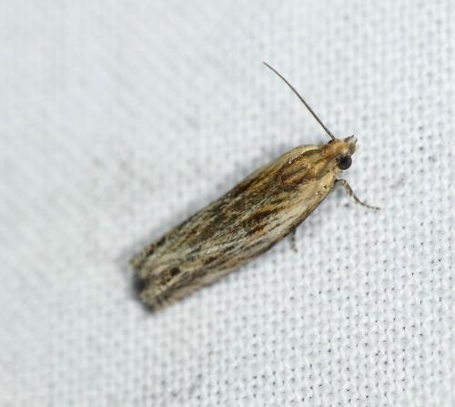 Eucosma cana